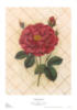 Схема вышивки «Роза на клетке»