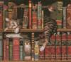 Схема вышивки «Кот в библиотеке»