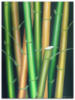 Схема вышивки «Bamboo»