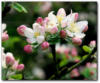 Схема вышивки «Apple Blossom»