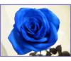 Схема вышивки «Blue Rose»