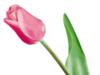 Розовый тюльпан: оригинал