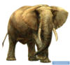 Схема вышивки «Слон»