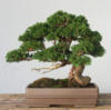 Bonsai Tree: оригинал