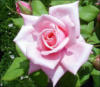 Схема вышивки «Rose in the Garden»