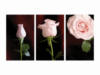 Схема вышивки «Triptych with Rose»
