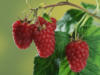 Схема вышивки «Raspberries»