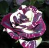 Схема вышивки «Роза необычного цвета»