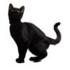 Схема вышивки «Black Cat»