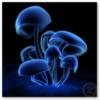 Blue Mushrooms: оригинал