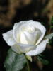 White Rose: оригинал