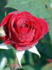 Red Rose: оригинал