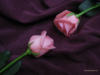 Схема вышивки «Two Purple Roses»