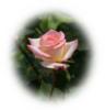 Схема вышивки «Pink Rose»