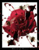 Схема вышивки «Blood and Rose»