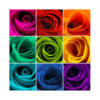 Схема вышивки «Rainbow Roses»