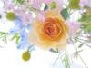 Spring Bouquet: оригинал