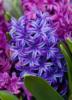 Схема вышивки «Hyacinths»