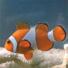 Схема вышивки «Clown Fish»