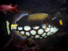 Leopard Fish: оригинал