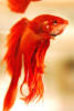 Red Betta Fish: оригинал