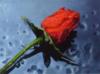 Бутон розы на мокром асфальте: оригинал