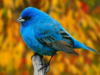 Схема вышивки «Голубая птичка»