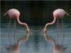 Схема вышивки «Two Flamingos»