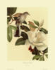 Схема вышивки «Ptica, magnolija, babochka»