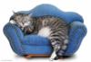 Кошка на диване: оригинал