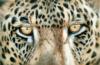 Схема вышивки «Leopard Eyes»