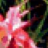 Цветы из маминого сада: предпросмотр