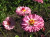 Схема вышивки «Цветы из маминого сада»