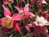 Цветы из маминого сада: оригинал