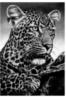 Leopard Head (Pencil Drawing): оригинал