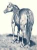Схема вышивки «Horse (Pencil Drawing)»