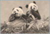 Схема вышивки «Pandas»