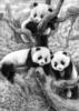 Схема вышивки «Три панды»