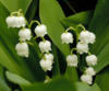 Lily of the Valley: оригинал