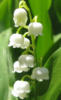 Схема вышивки «Lily of the Valley»