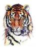 Схема вышивки «Тигр »
