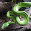 Схема вышивки «Green Python»