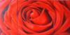 Схема вышивки «Триптих "Красная роза"»