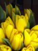 Схема вышивки «Желтые тюльпаны 2»