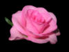 Схема вышивки «Розовая роза на черном»