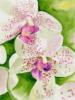 Схема вышивки «Белые орхидеи худ.Махова Маша»