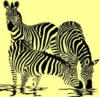 Зебры на водопое: оригинал