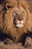 Лев-царь зверей: оригинал
