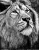 Схема вышивки «Царь зверей»