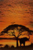 Схема вышивки «African Sky»